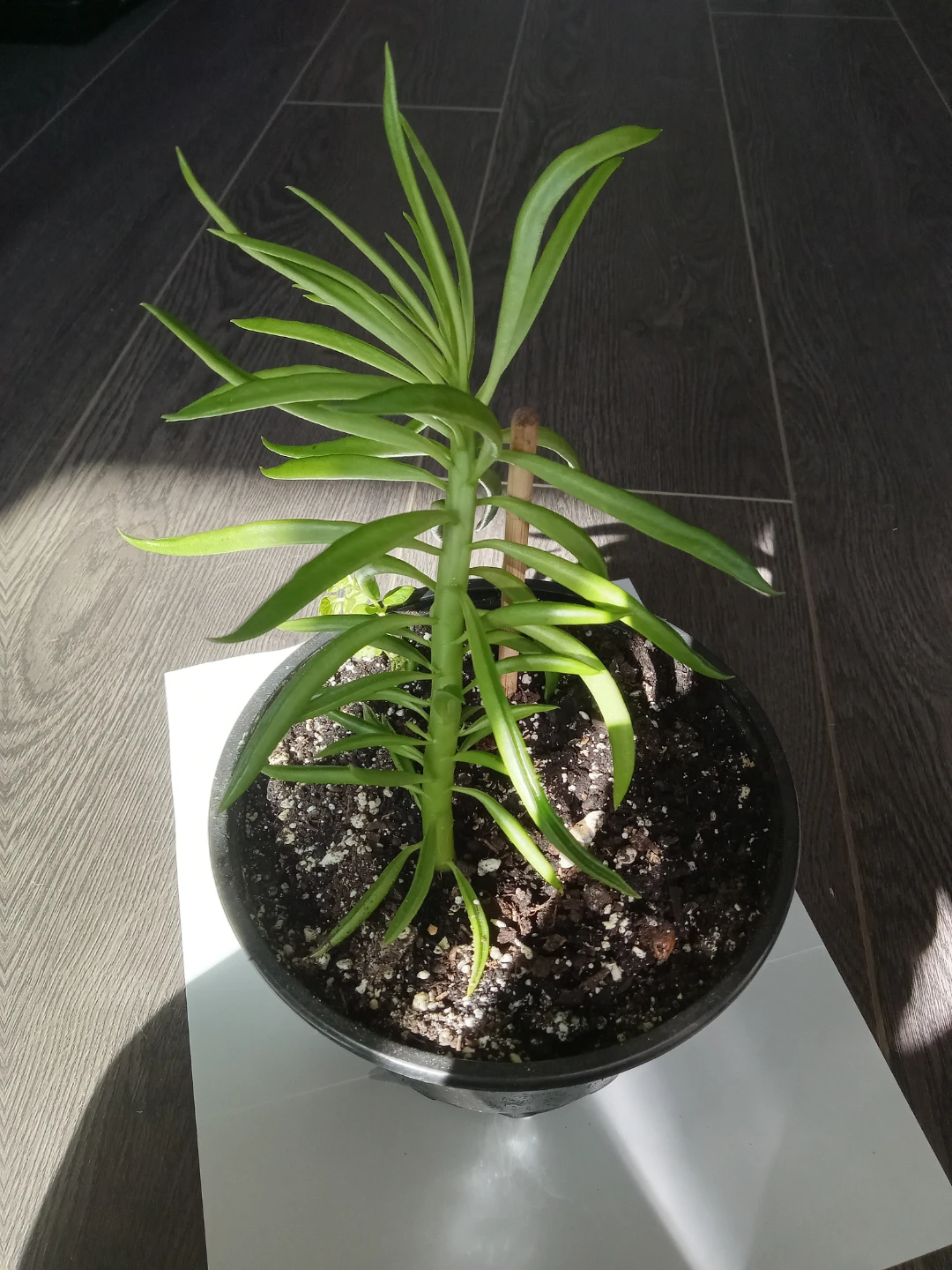 Peperomia Ferreyrae Pincushion Plant