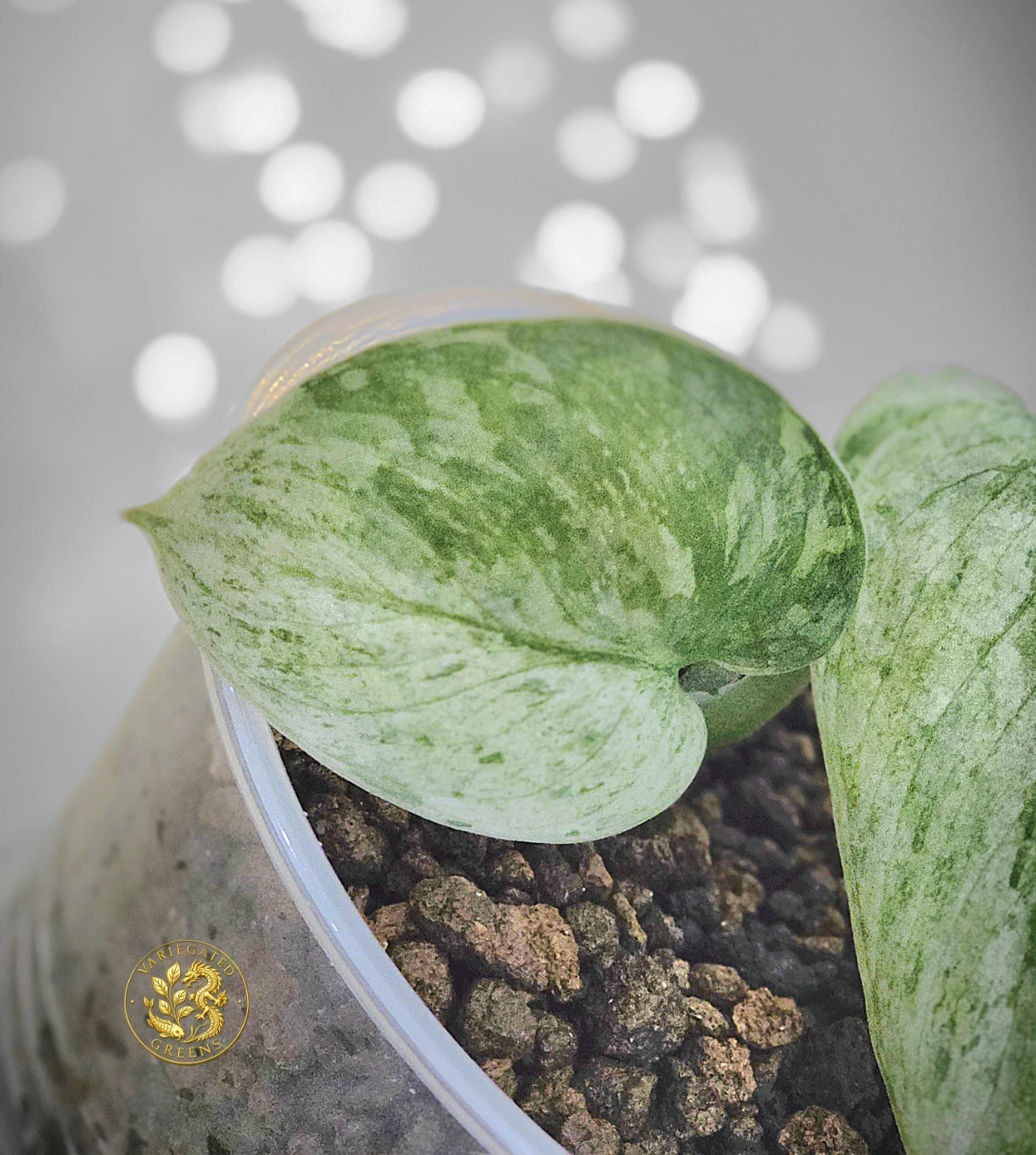 Scindapsus pictus Halimoon "Silver Sonata" - photo 3