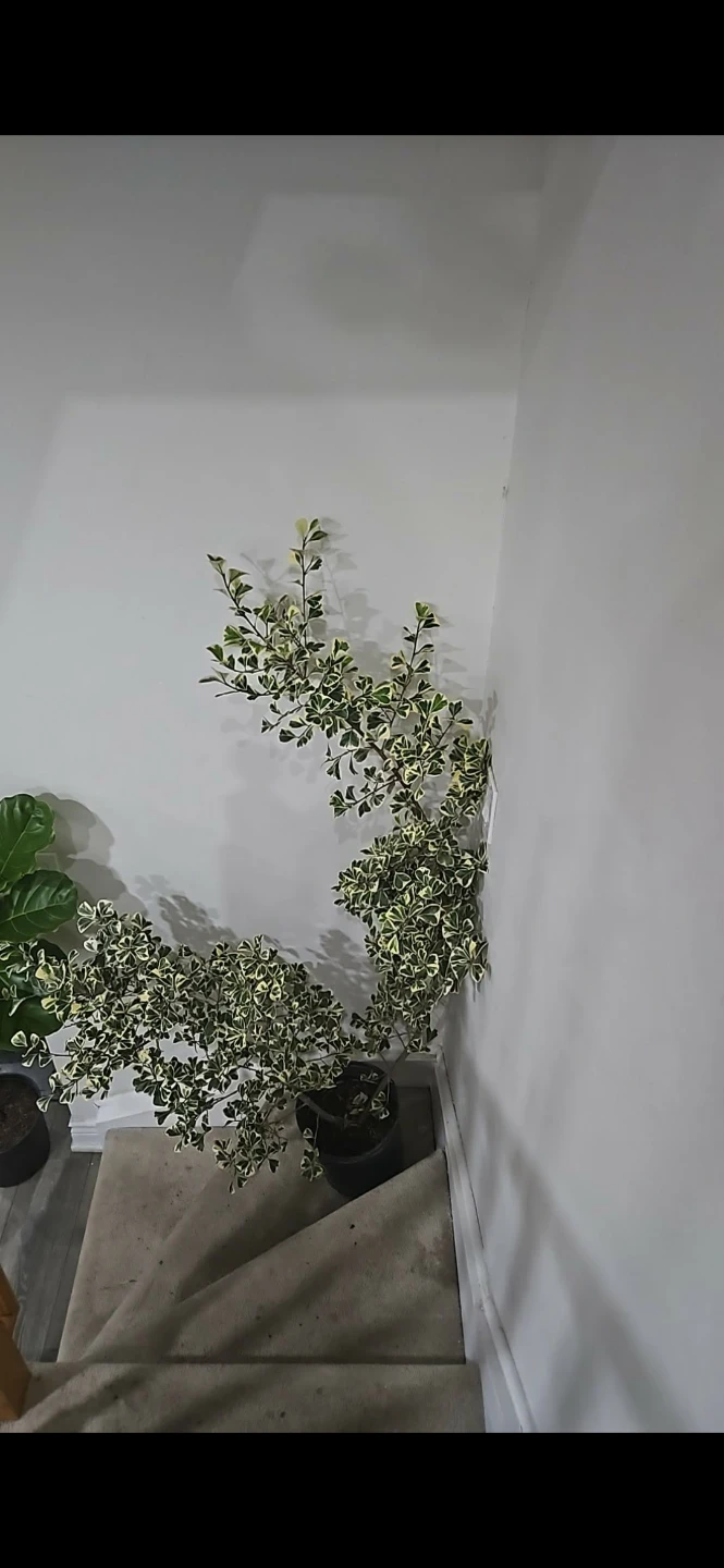 Variegated Euonymus Houseplant 5 feet
