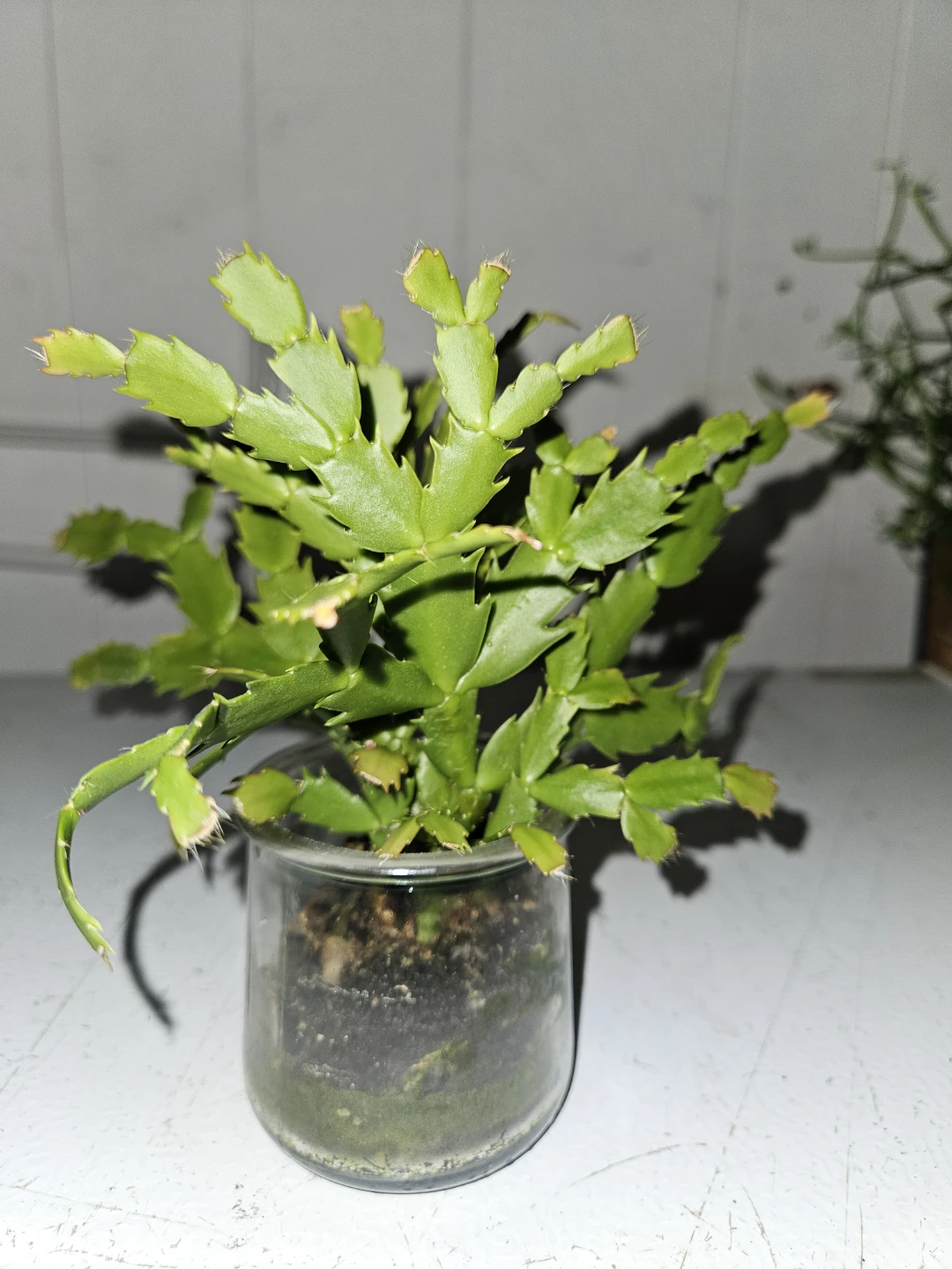 Schlumbergera  Cactus