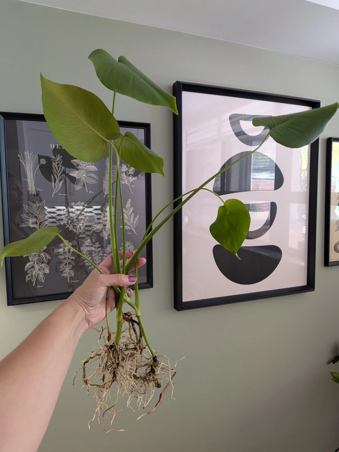 🌿 Monstera Deliciosa Houseplant Cuttings - photo 4