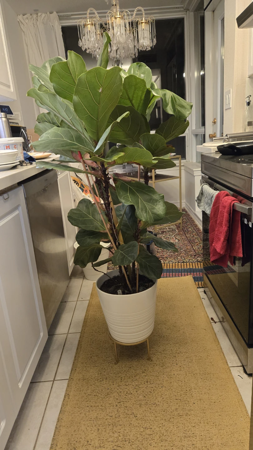 Large Fiddle Leaf Fig Plant with White ceramic pot - photo 4