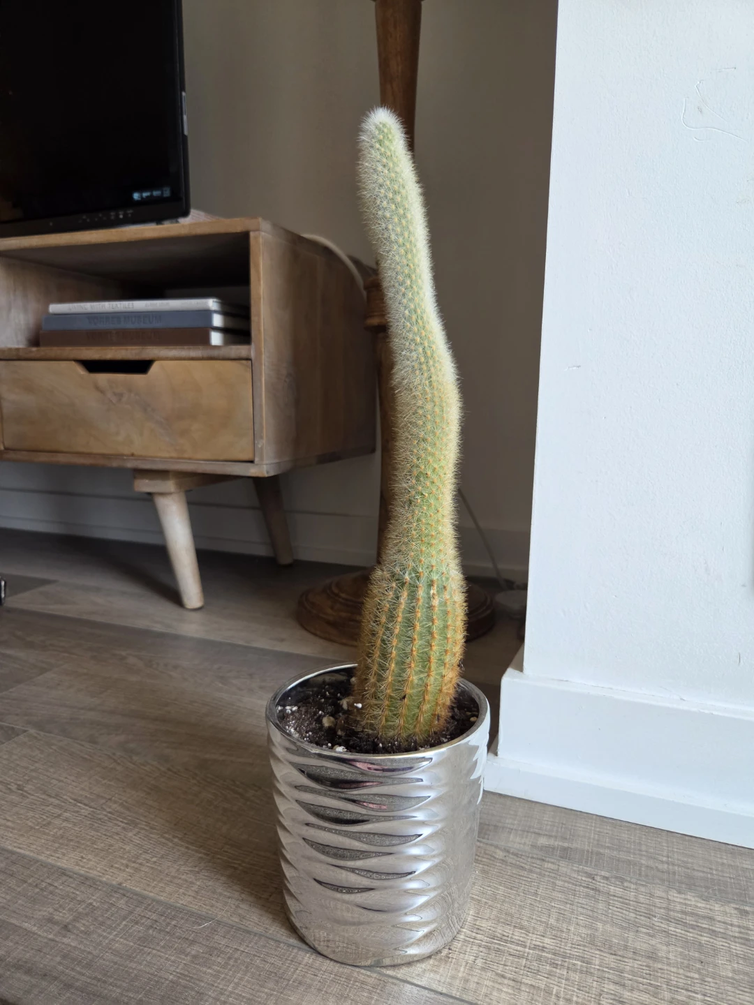 Potted Cactus in Silver Planter