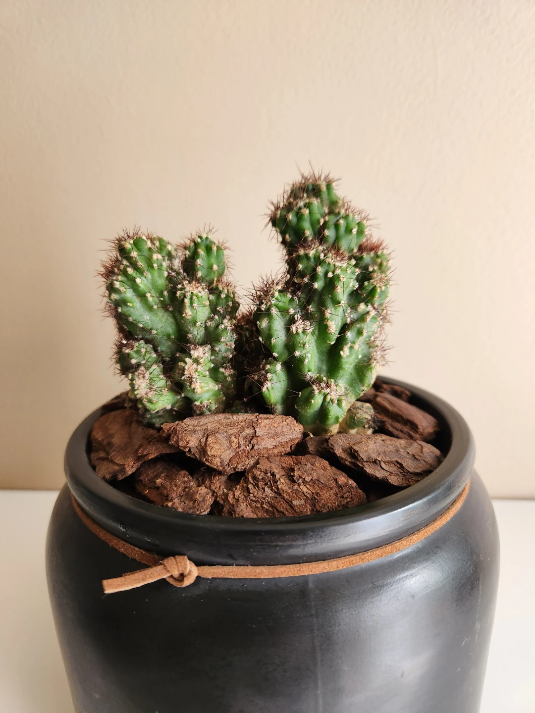 Potted Coral Cactus in Black Ceramic Pot
