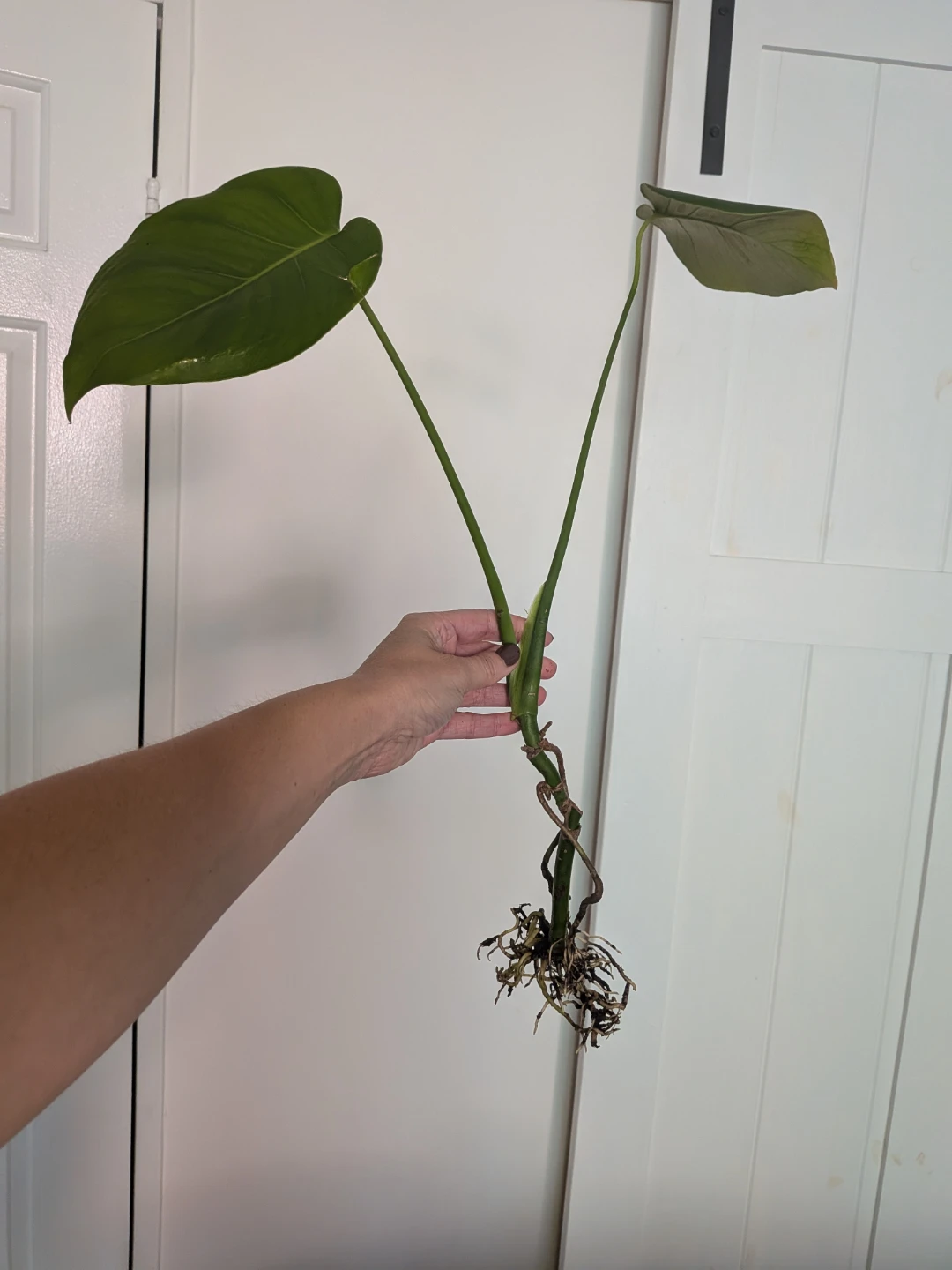🌿Monstera Deliciosa rooted cuttings FREE w/ purchase - photo 5