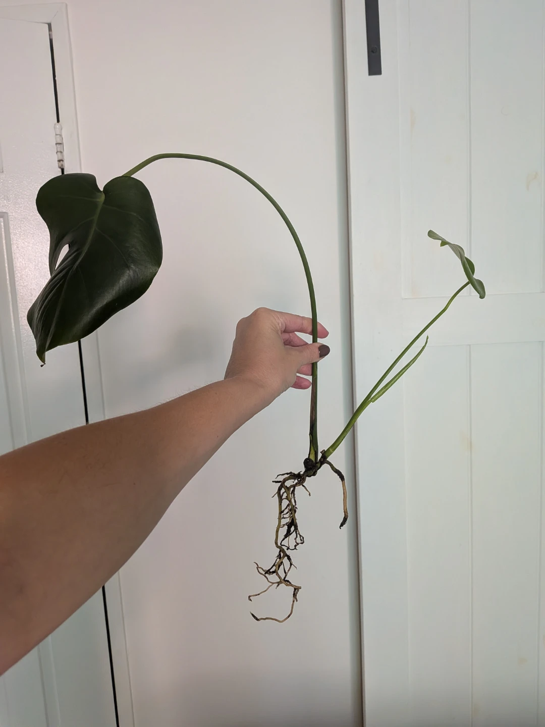 🌿Monstera Deliciosa rooted cuttings FREE w/ purchase - photo 2