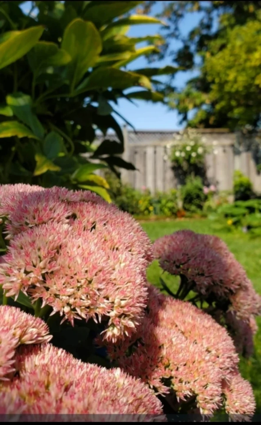 Sedum