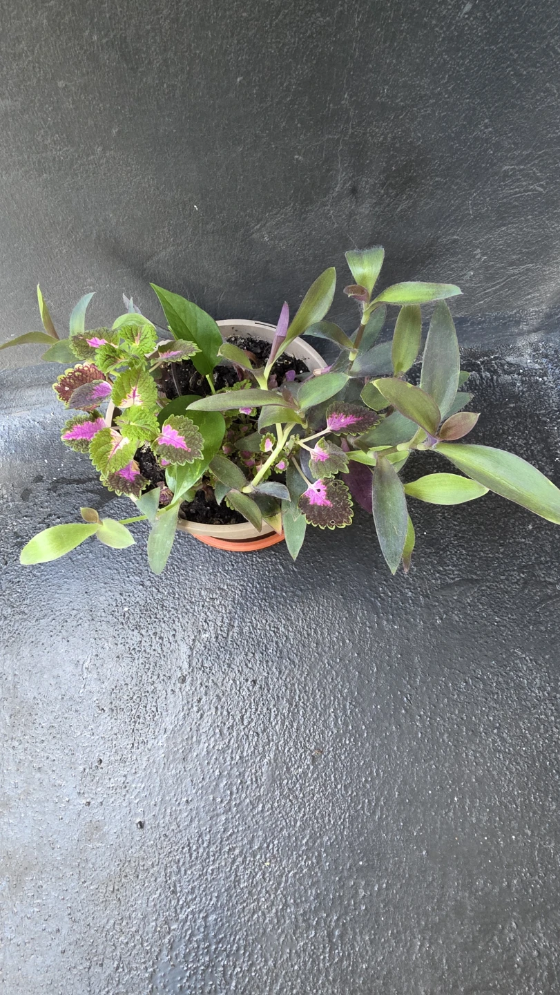 Potted Coleus and Wandering Jew plants - photo 4