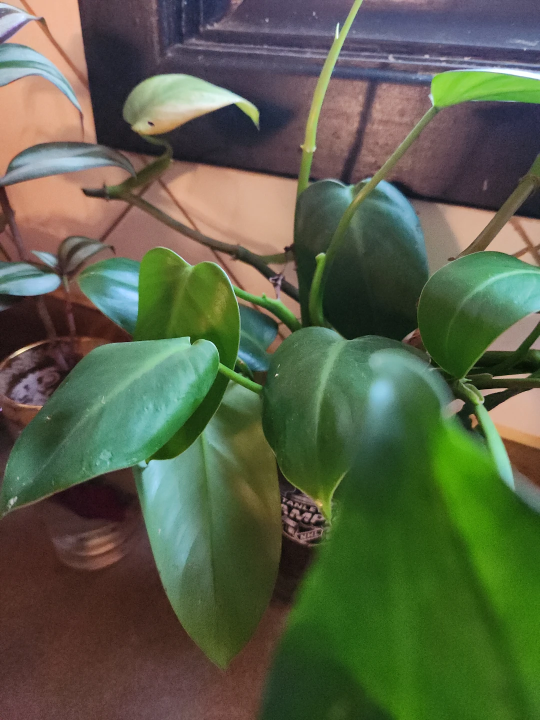 Heartleaf Philodendron