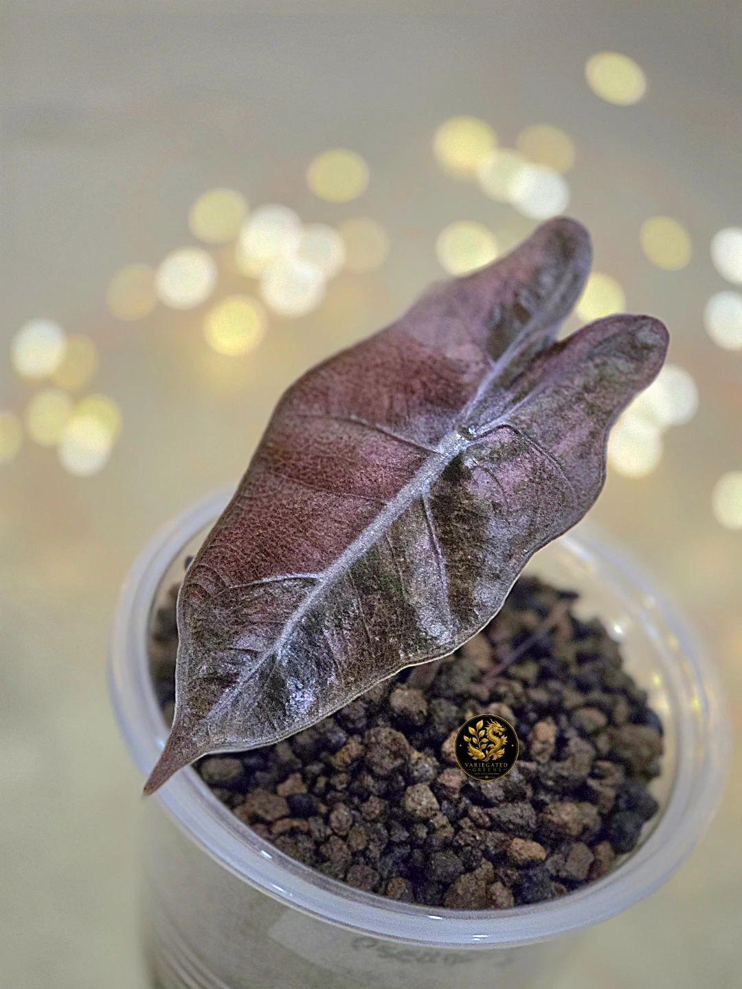 Alocasia pseudosanderiana “Mauve Patina”
