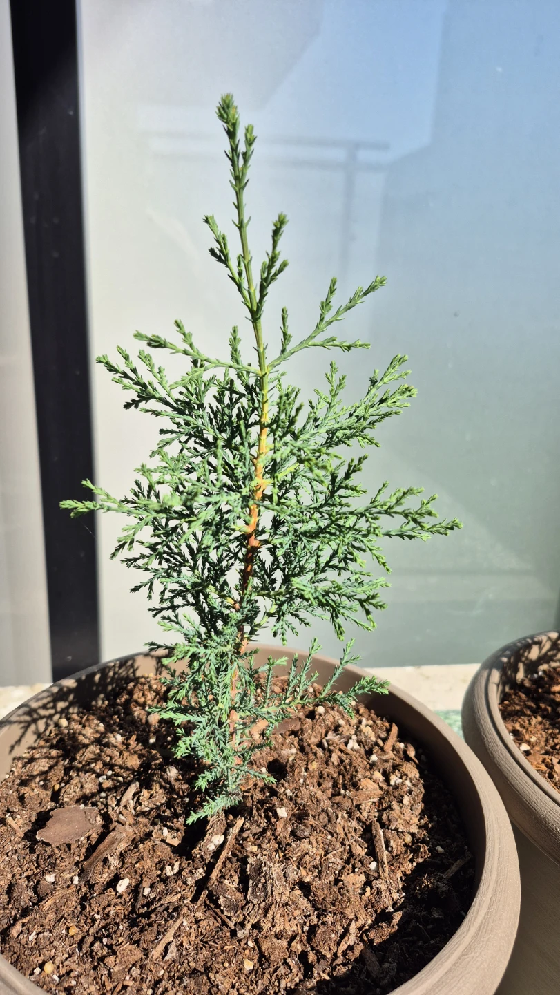 Two Small Cypress Plants - photo 2