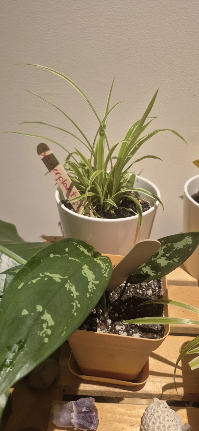 Indoor plants for sale - photo 3