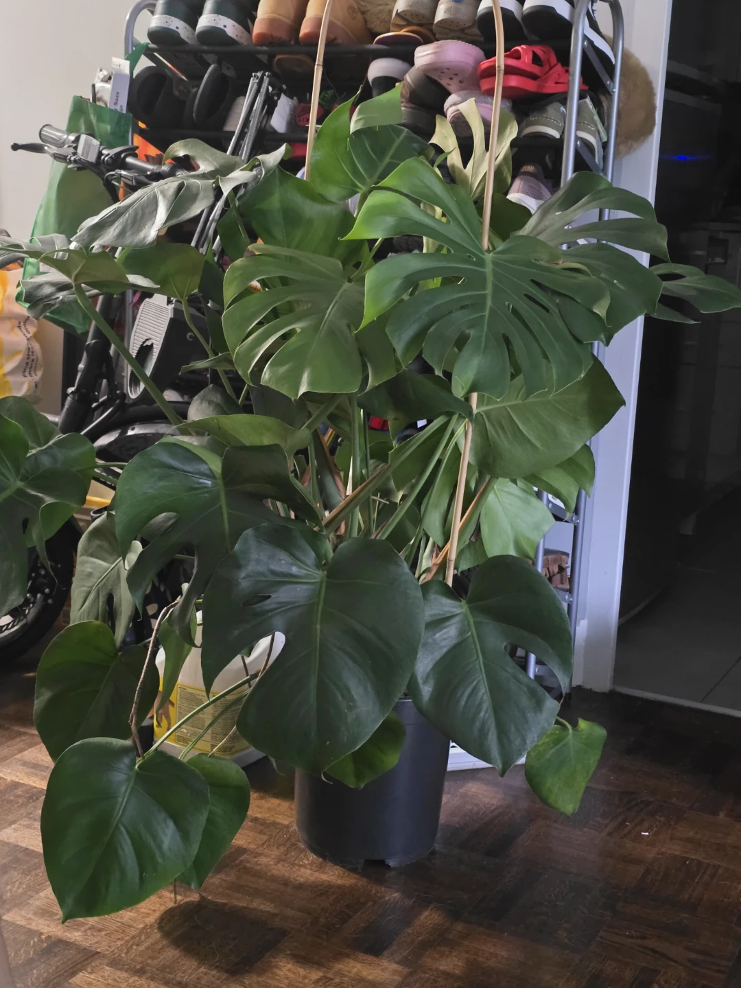 Large Monstera Deliciosa Plant - photo 2