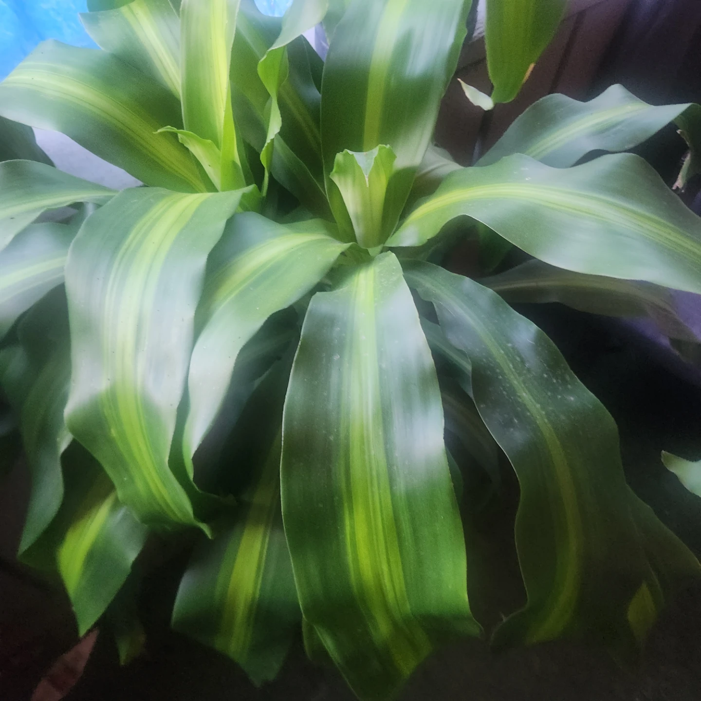 Dracaena Massangeana Corn Plant - photo 3