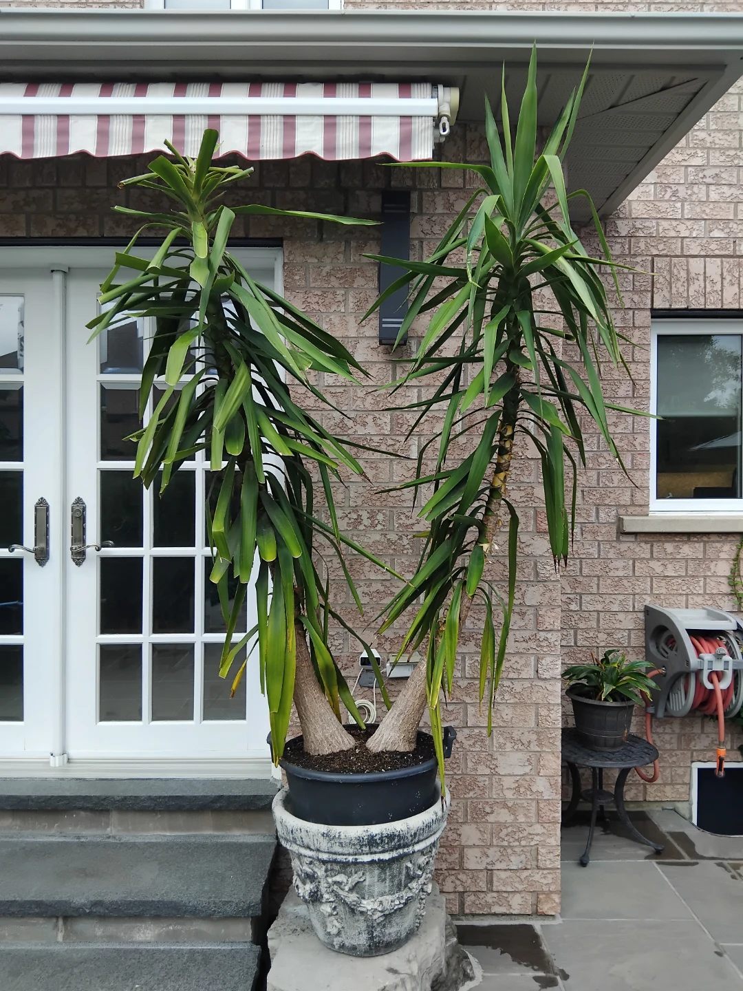Two Large Potted Yucca Plant