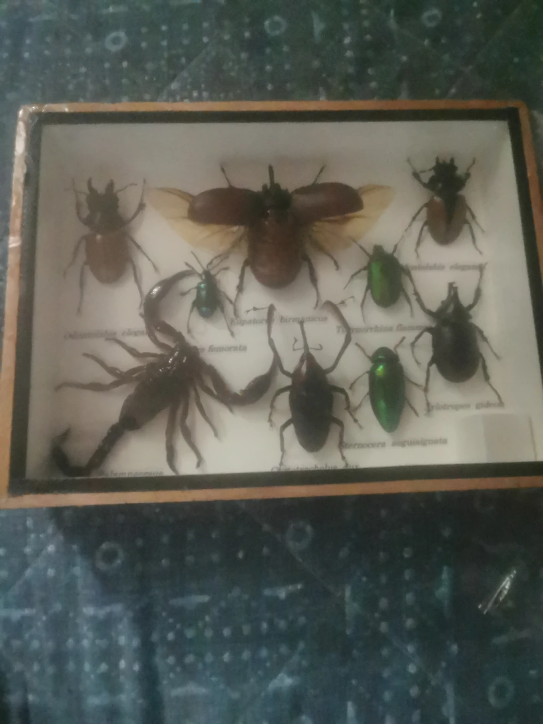 Framed insect and scorpion collection