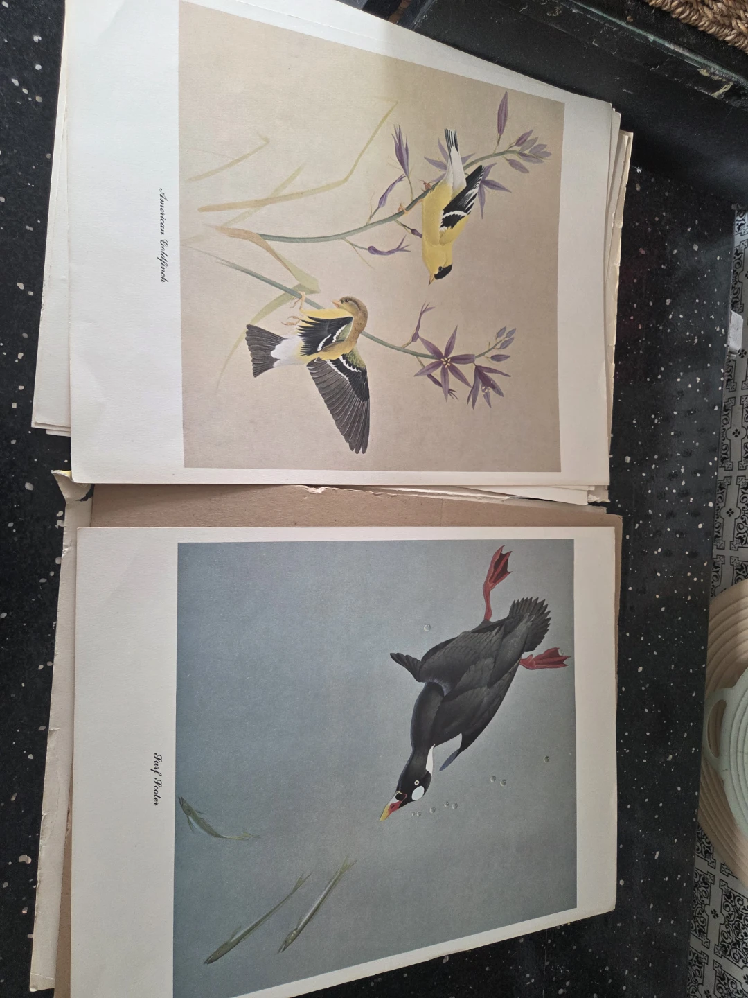 Fenwick Lansdowne Bird Paintings Portfolio - photo 5