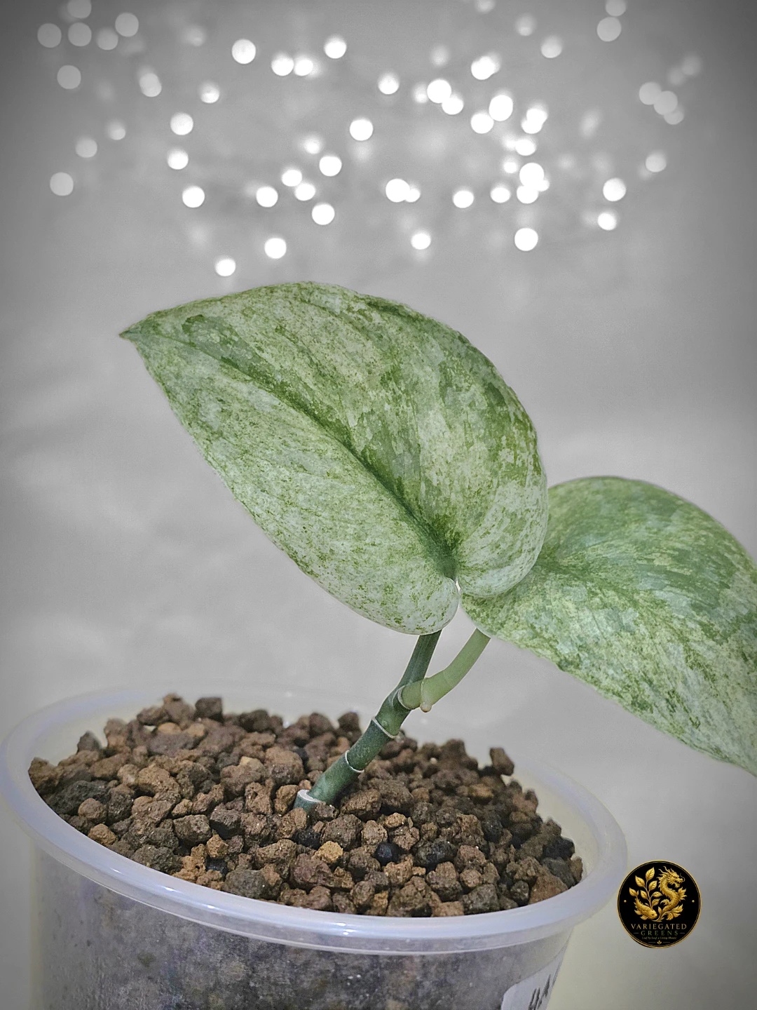 Scindapsus pictus Halimoon "Reflective Tide" - photo 3