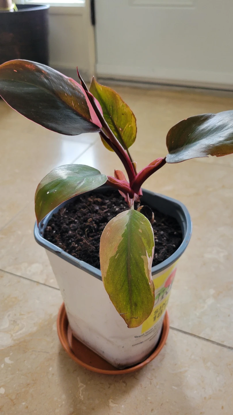 Philodendron Pink Princess plant - photo 4