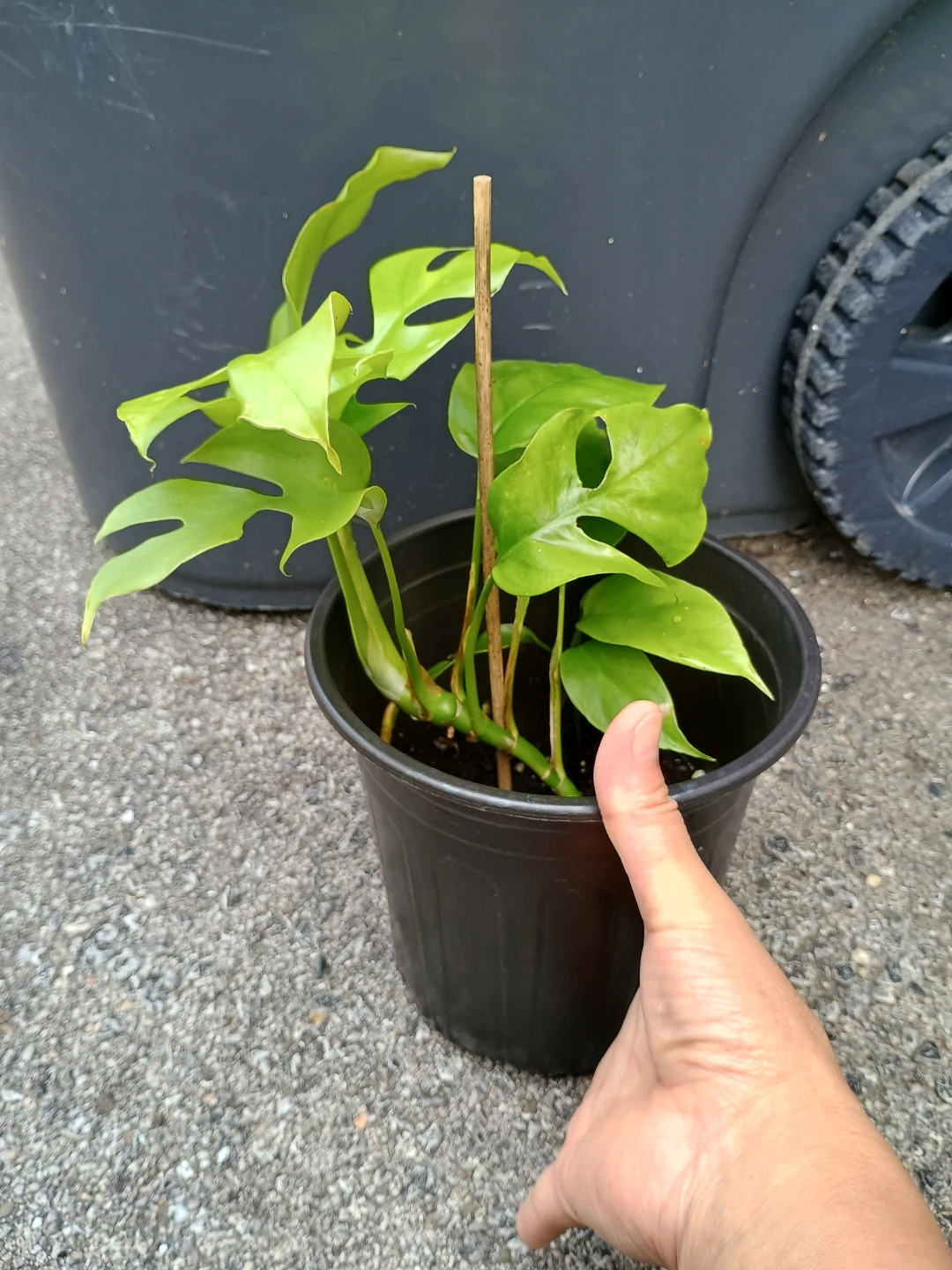 Mini Monstera - photo 2