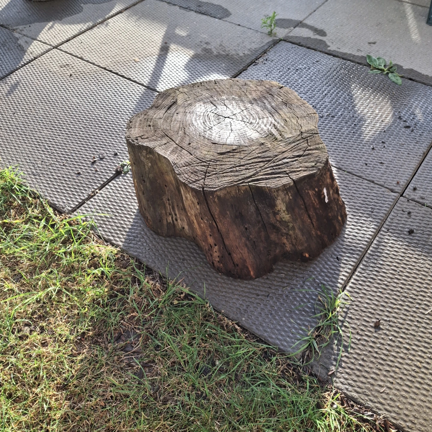 Natural Wood Tree Stump