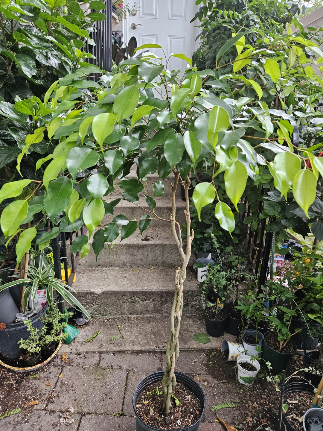 Ficus Tree