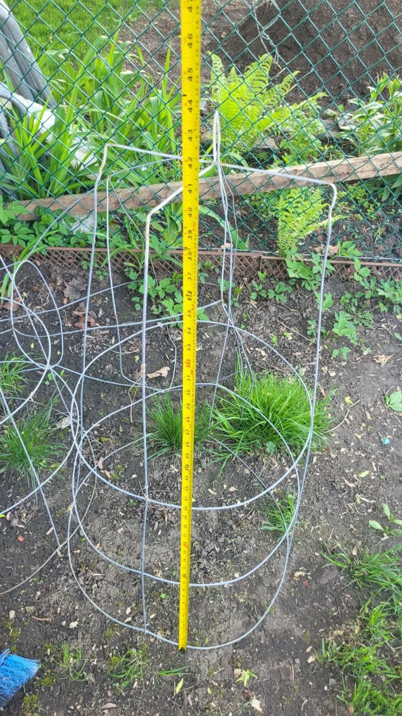 Metal Tomato Cage Supports each 5$ - photo 3