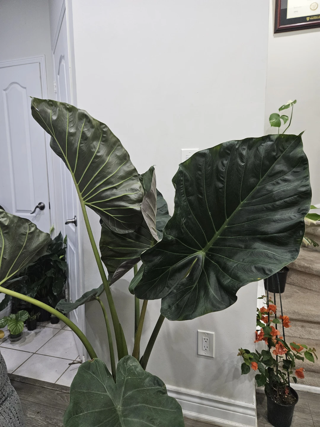Large Alocasia Regal Shield - photo 5