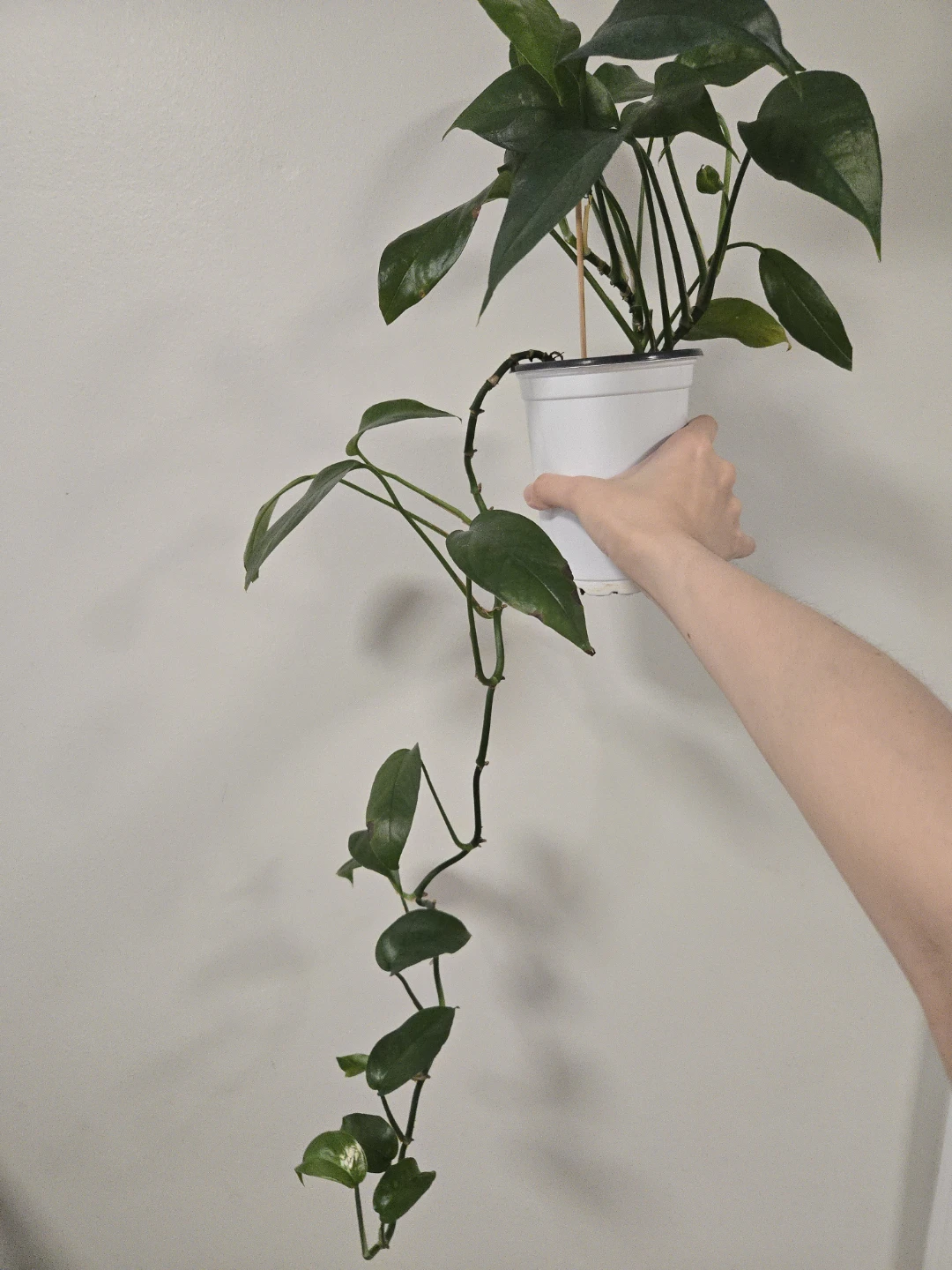 Epipremnum pinnatum in 4.3"pot - photo 2