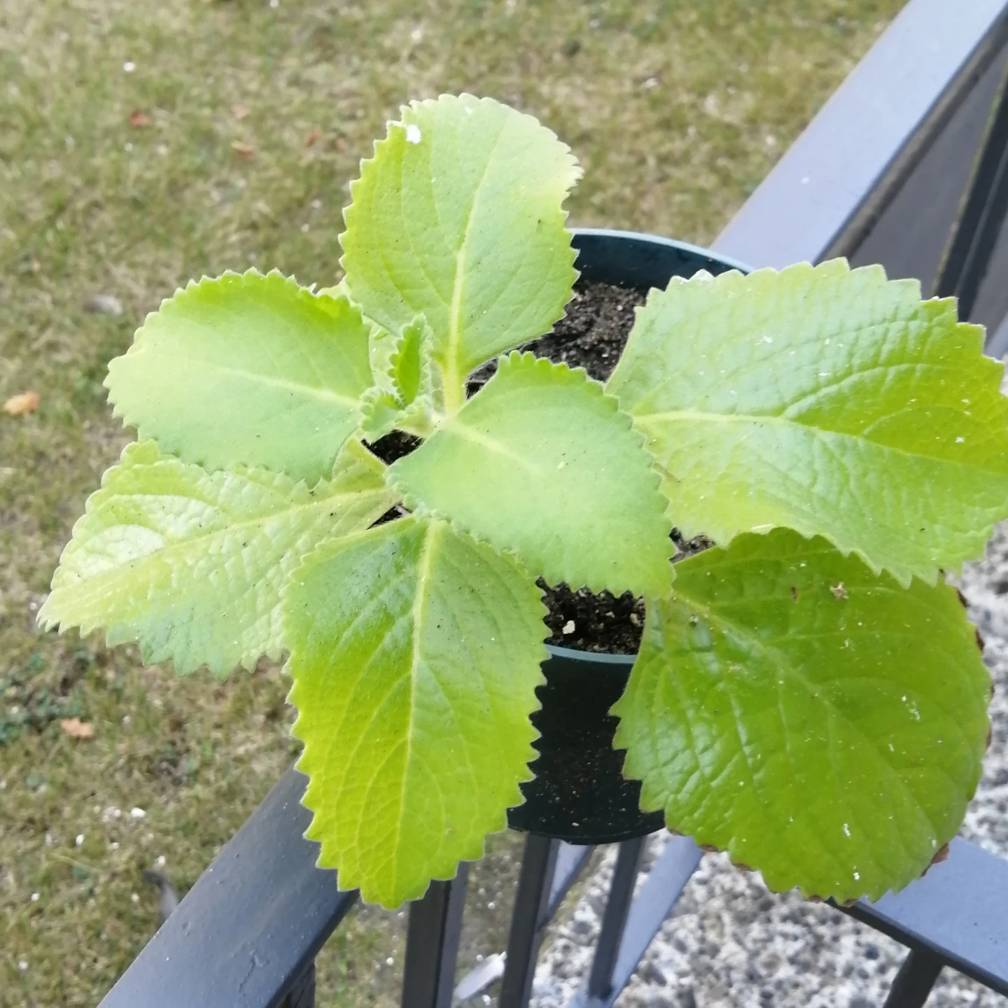Mexican Mint Plant
