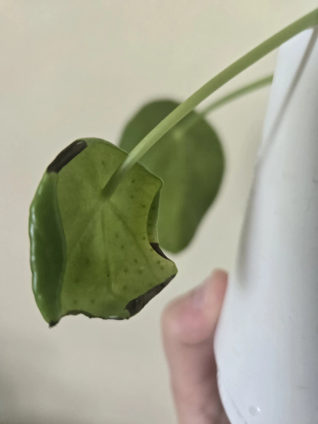 Peperomia Needs TLC - photo 4