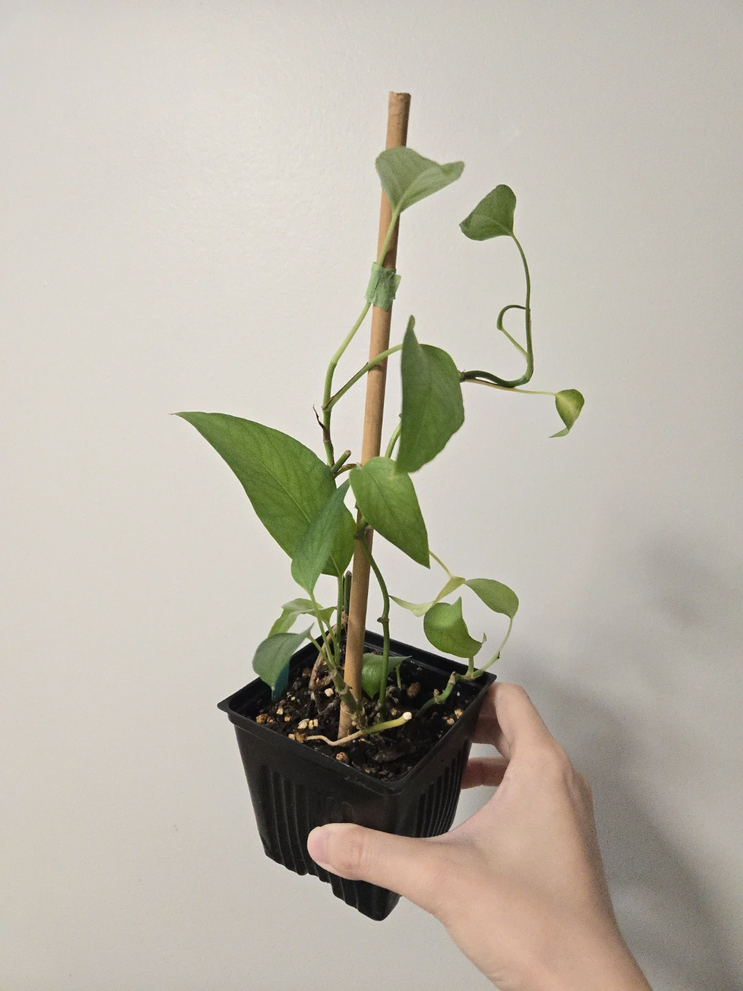 Epipremnum skeleton key in 4"pot