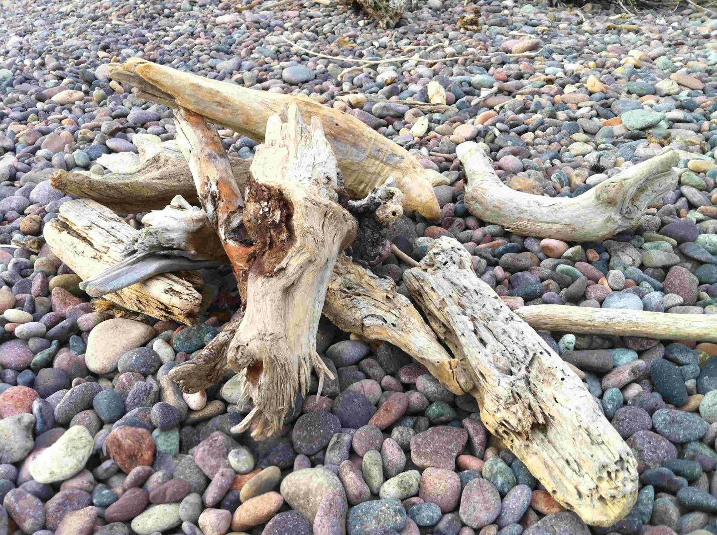 looking for driftwood