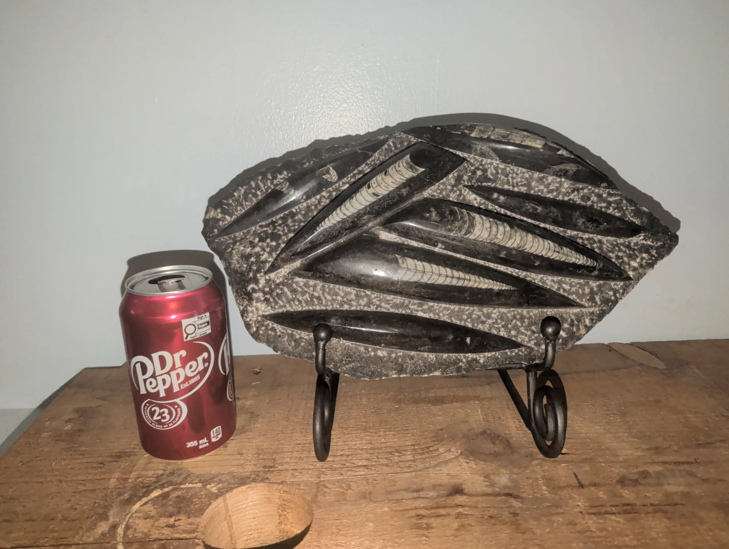 Orthoceras Fossil Display Piece