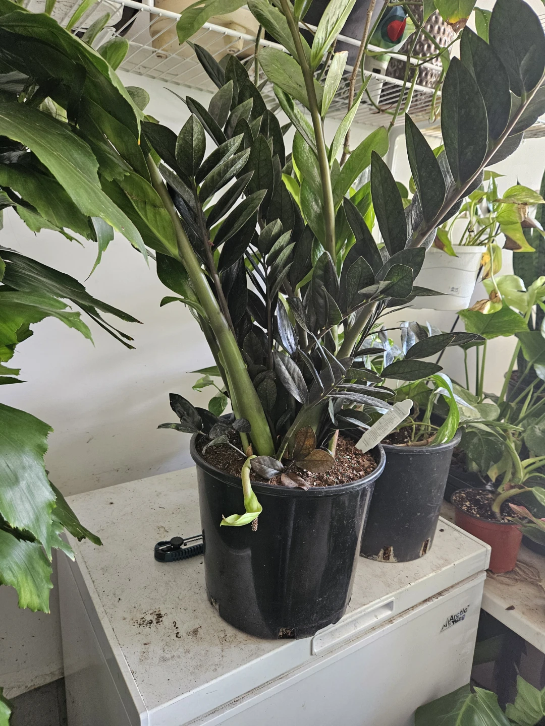 Raven ZZ Plant in 12" pot 🏈 - photo 3
