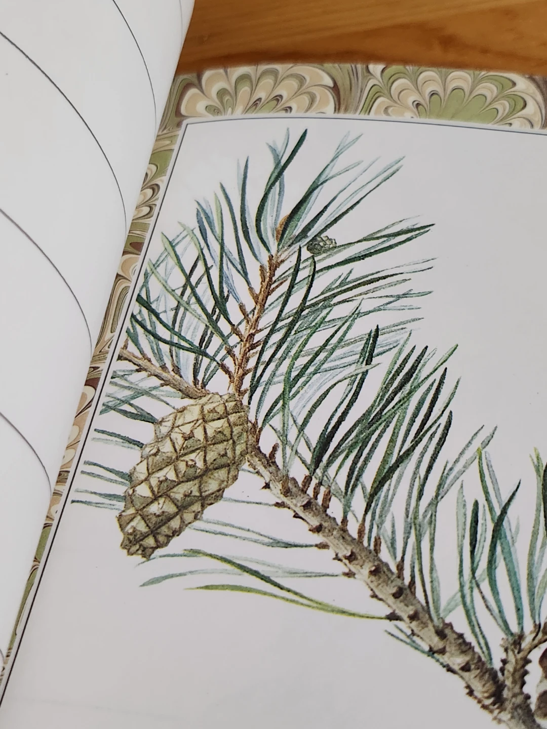 Cottage Garden Datebook by Lys de Bray - photo 4