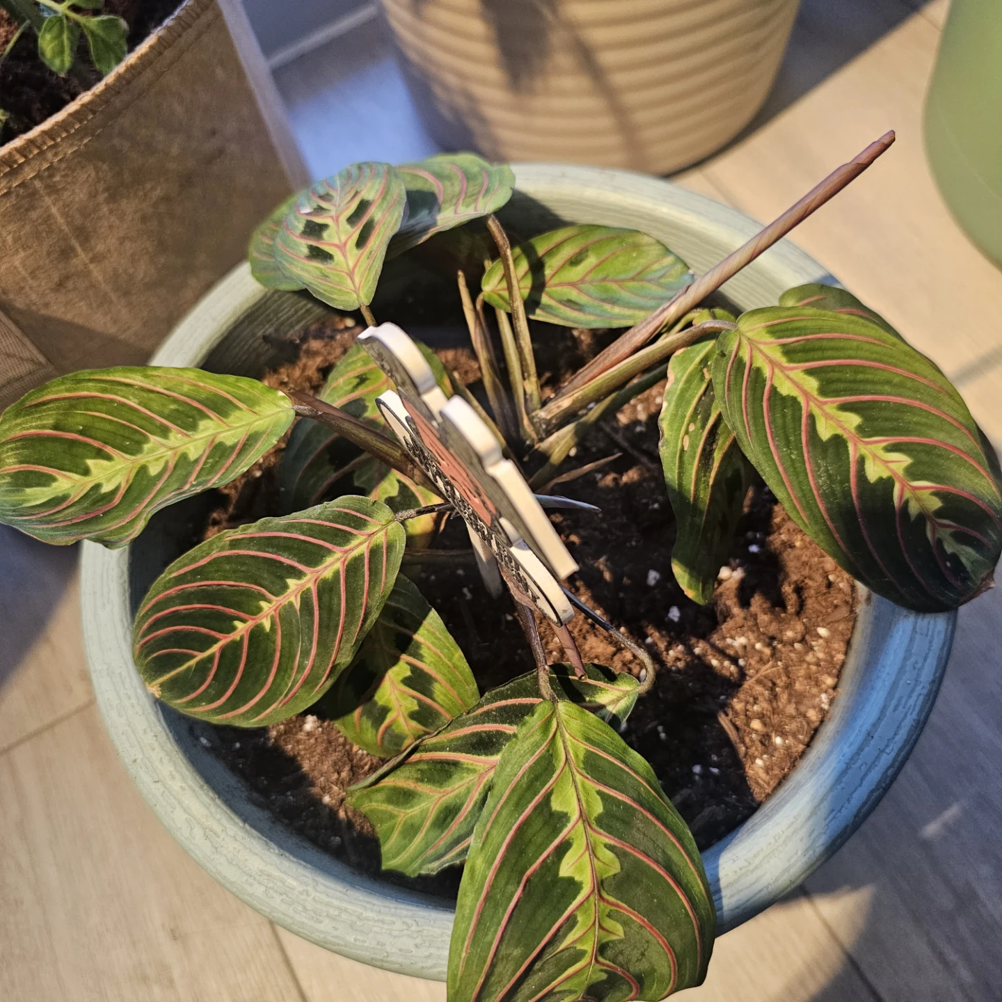 Maranta Red Prayer Plant - photo 2