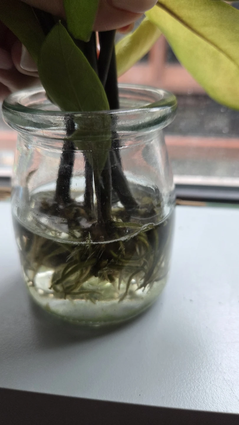 ZZ Plant Cutting in Glass Jar - photo 2