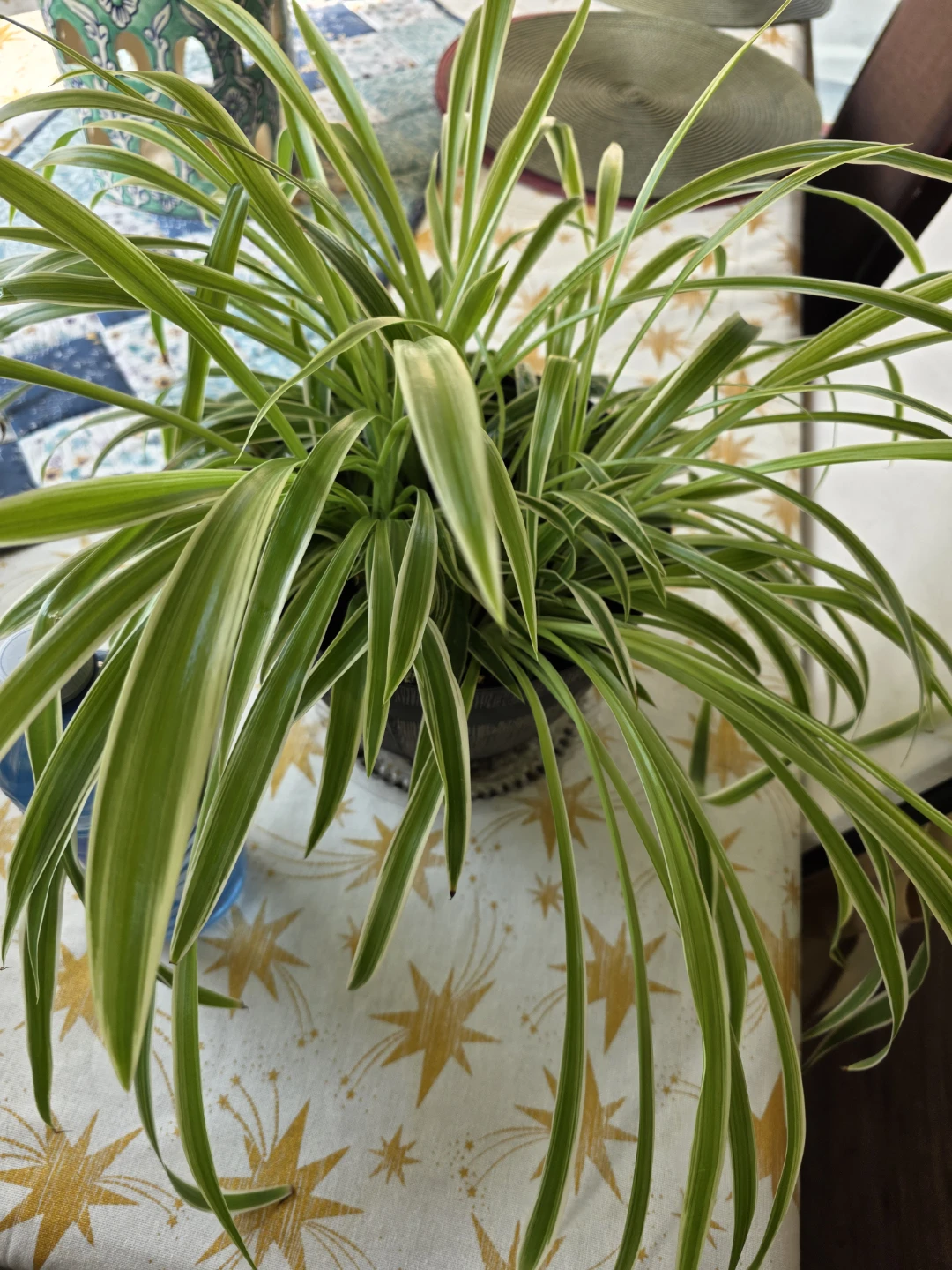 Large Healthy Spider Plant in Pot - photo 2