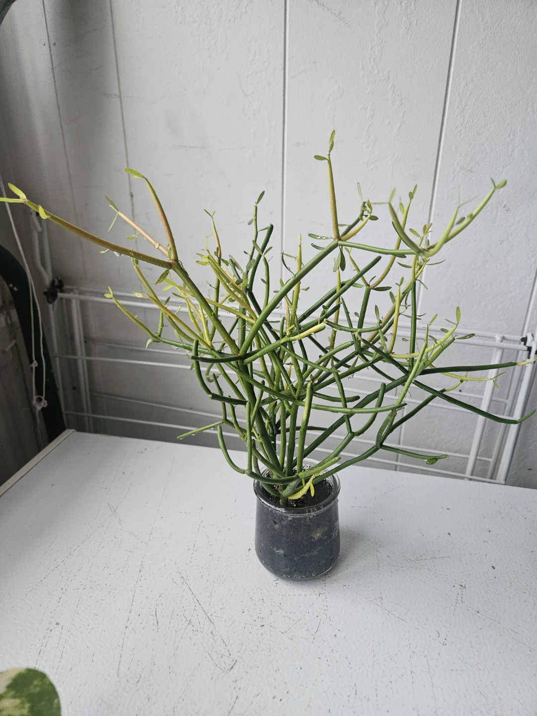 Pencil Cactus Plant in Glass Jar - photo 3
