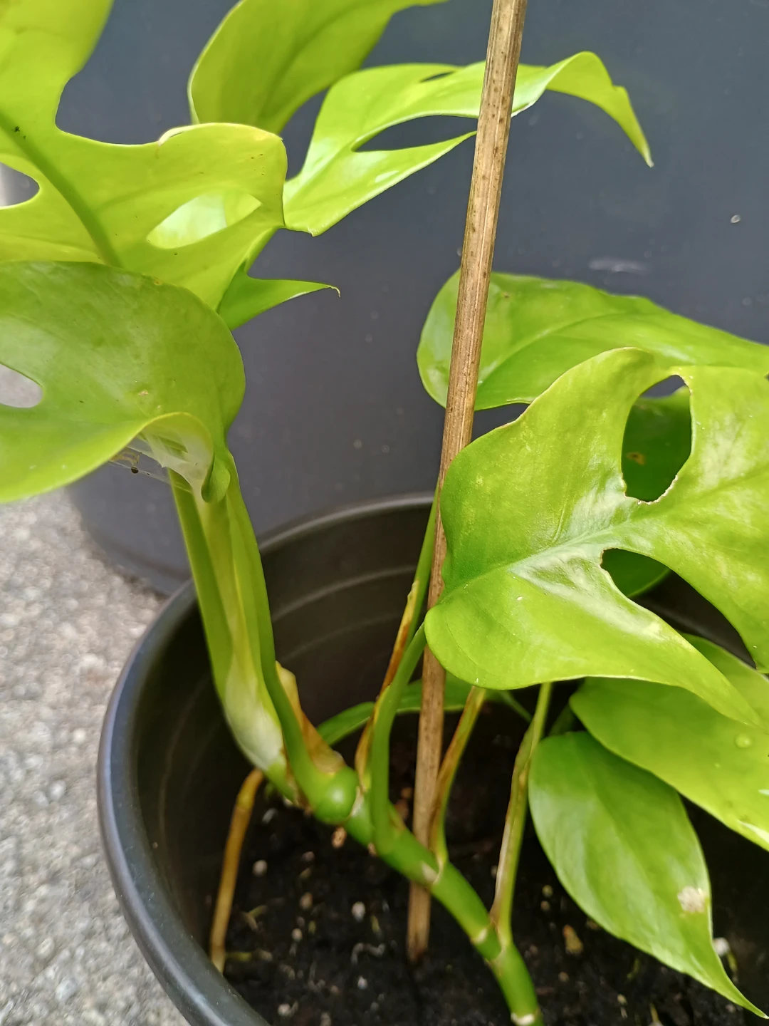 Mini Monstera - photo 5