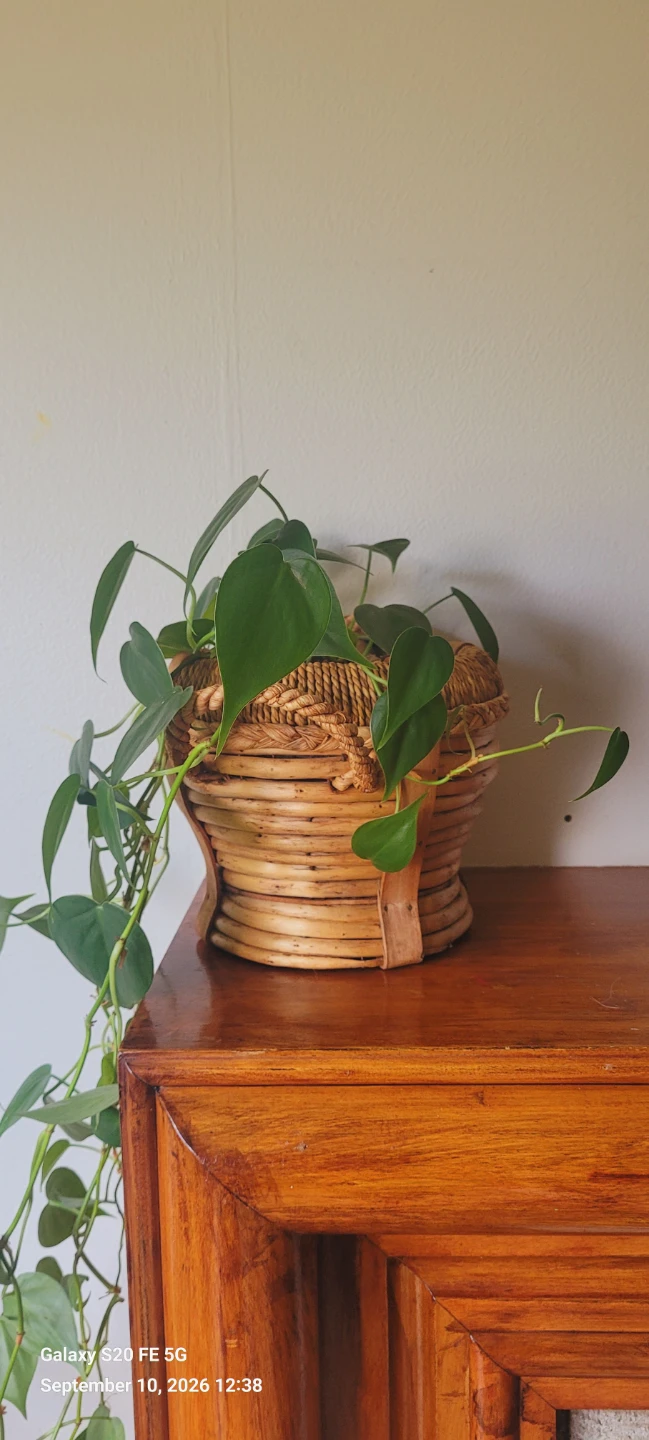 Heartleaf Philodendron in Rattan Basket