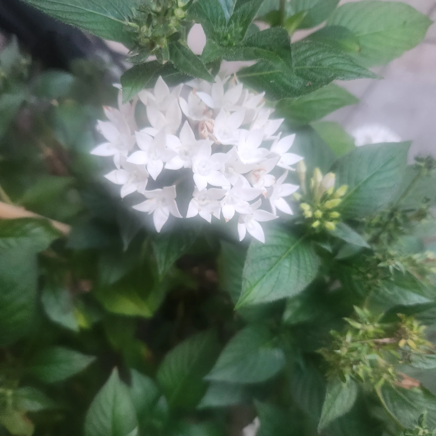 White Egyptian Starcluster Pentas Plant - photo 4