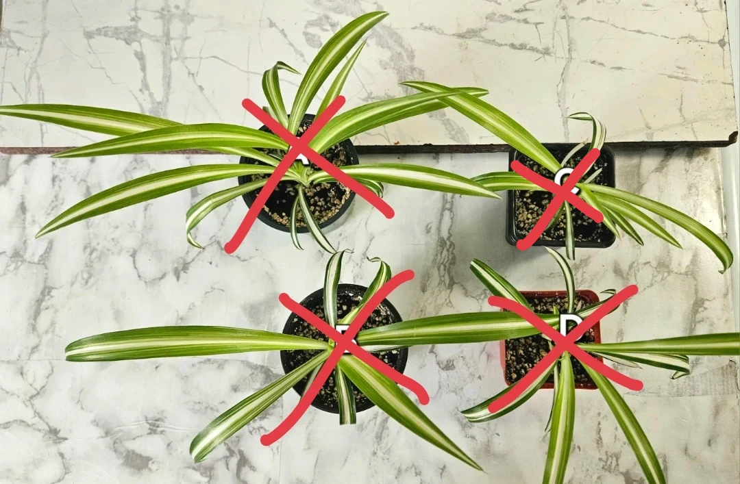 Spider Plants - photo 2