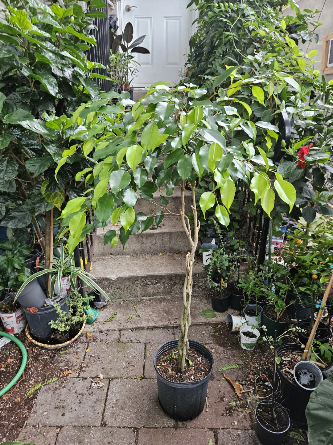 Ficus Tree - photo 2
