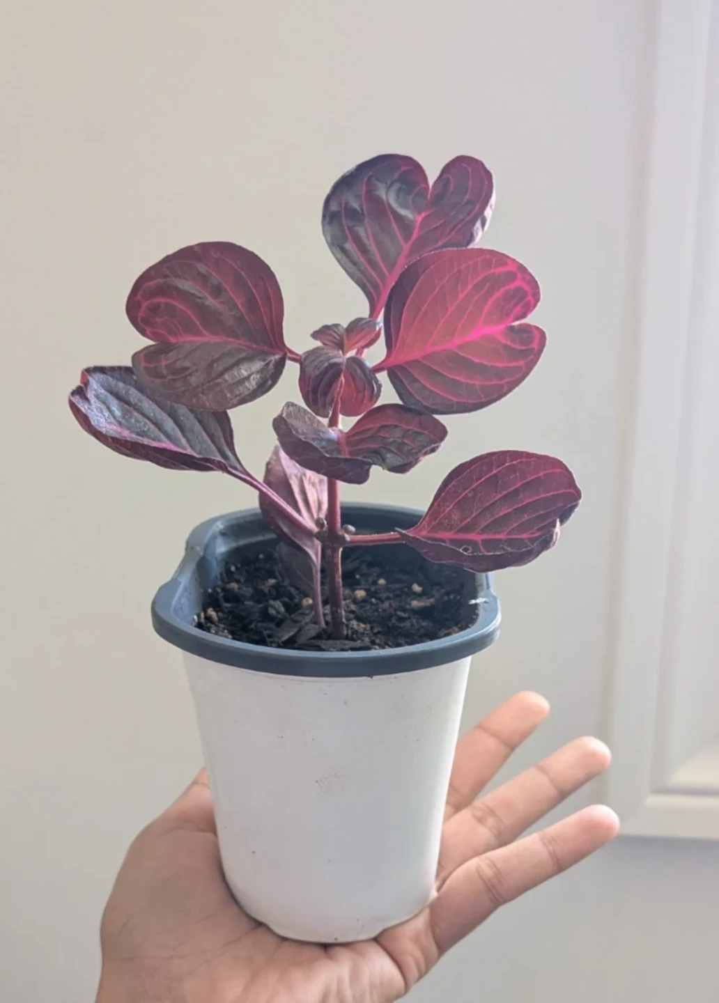 Iresine Bloodleaf plant