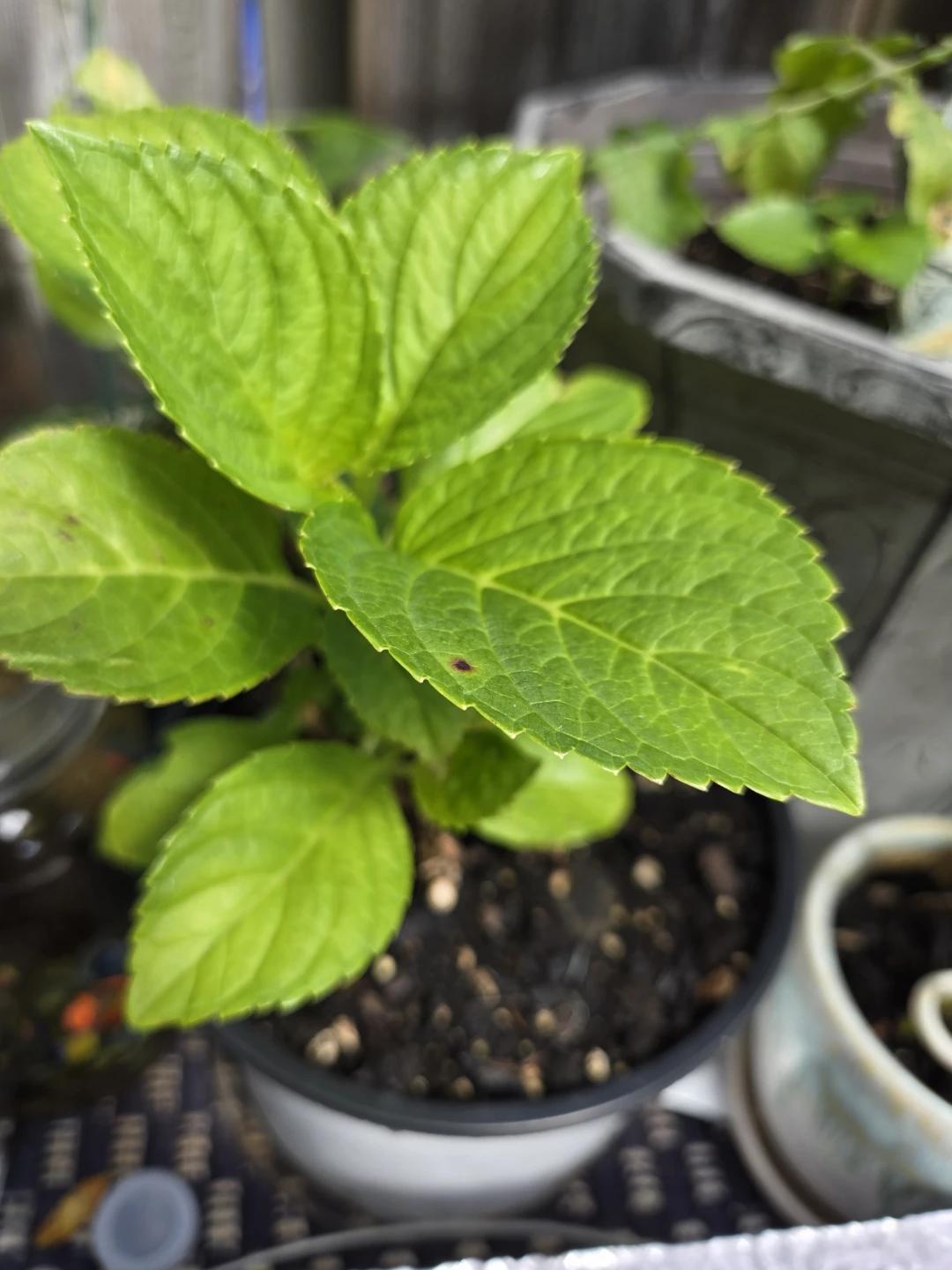 Potted Hydrangea Plant