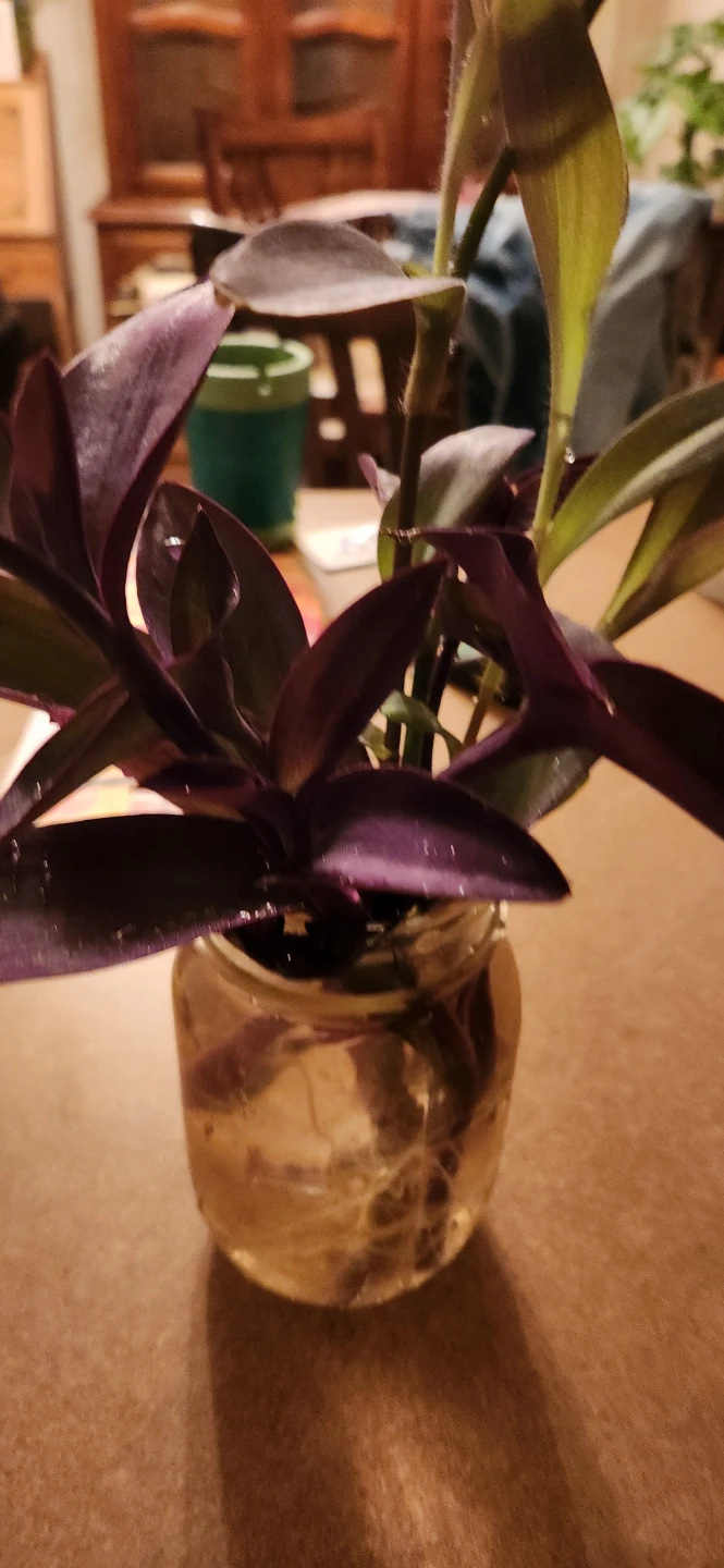 Purple Heart Plant Cuttings🏈