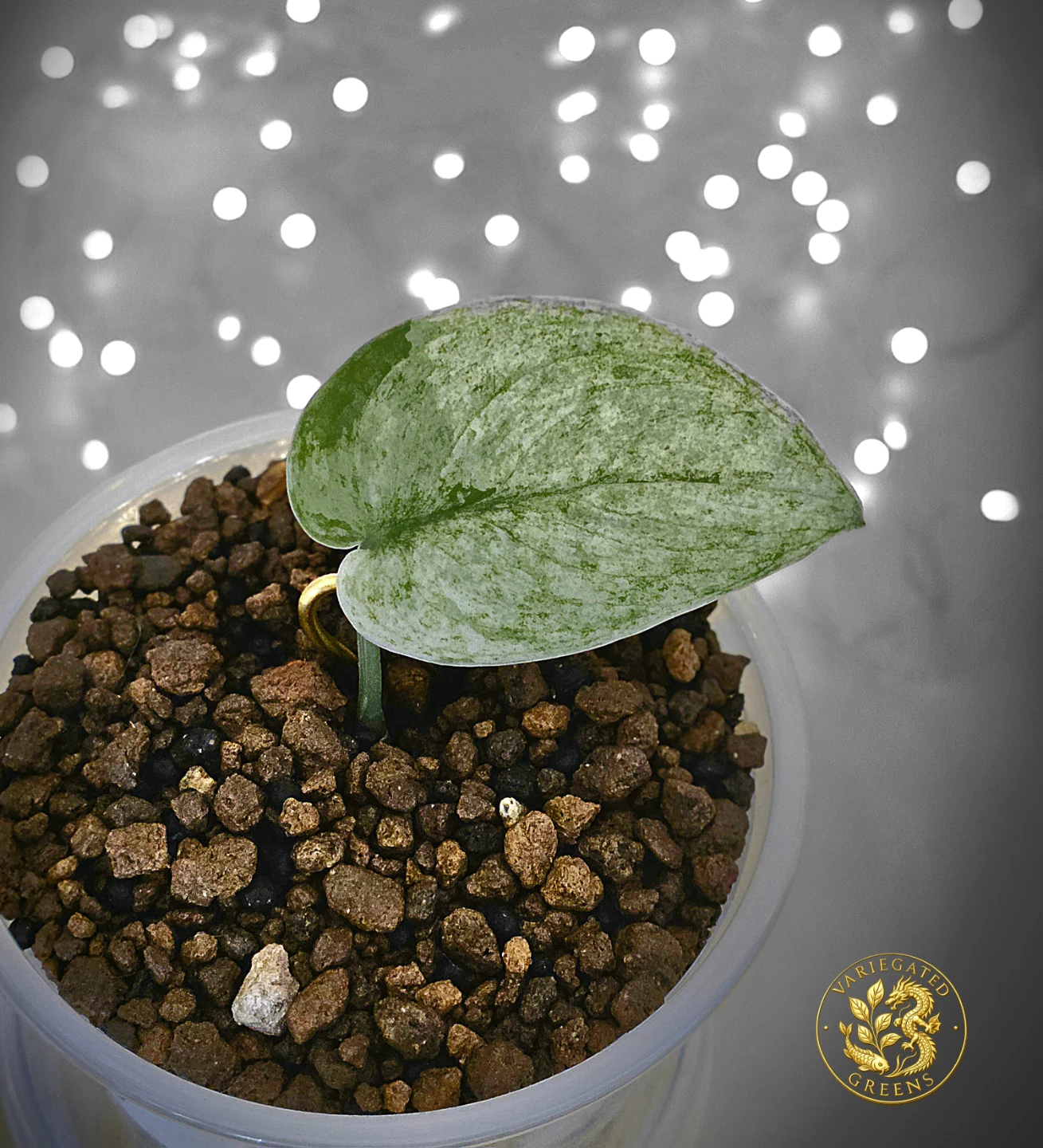 Scindapsus pictus Halimoon "Mineral Wash" - photo 3