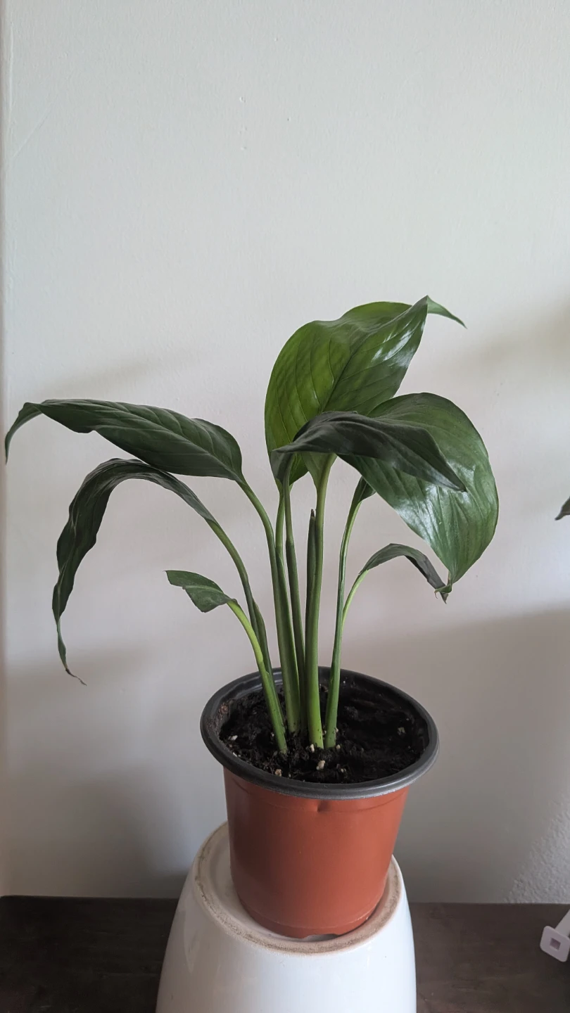 Peace Lily - photo 3